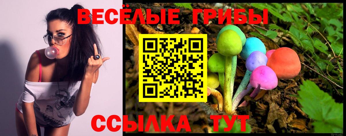 Галлюциногенные грибы GOLDEN TEACHER  Вход с VPN  купить  сайты  Вязьма  Галлюциногенные грибы Psilocybine cubensis 
